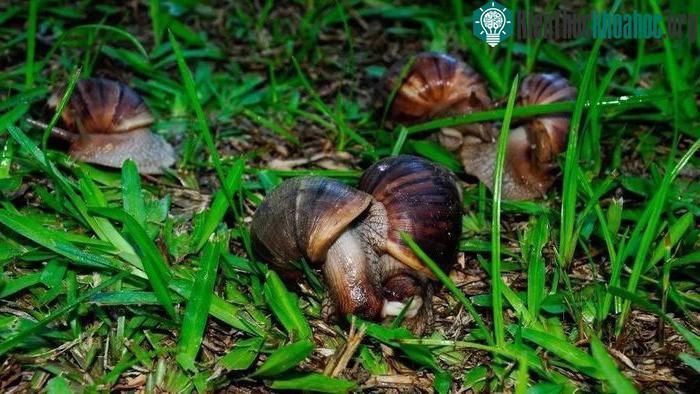 Ốc sên khổng lồ châu Phi có thể dài tới 20 cm và gặm nhấm nhà cửa.