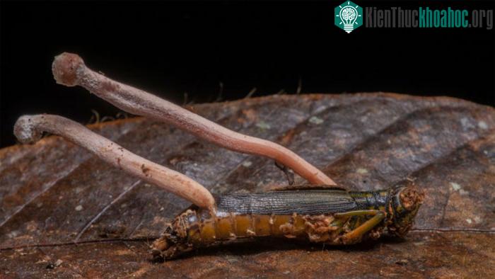 Nấm Cordycep mọc lên từ một con côn trùng mất cánh.