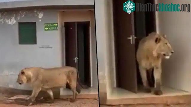 Sư tử gây choáng khi đi ra từ... nhà vệ sinh.