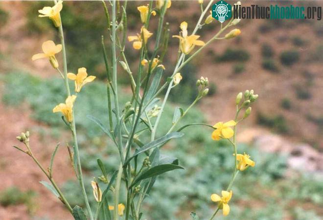 Cây Brassica carinata.
