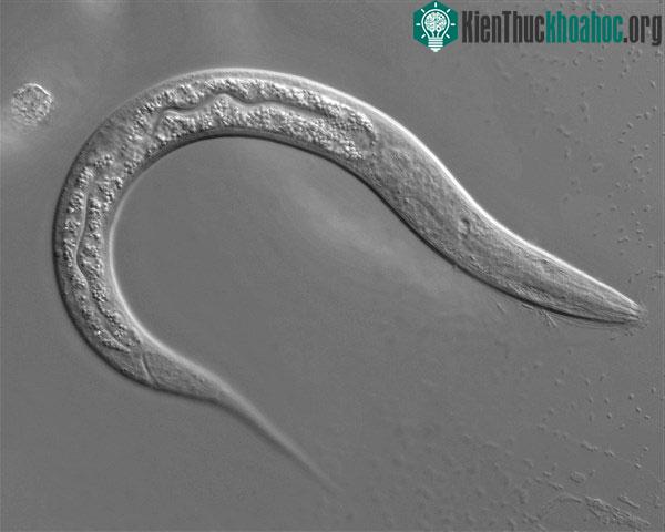 Giun C. elegans có thể cảm nhận sóng âm thanh.