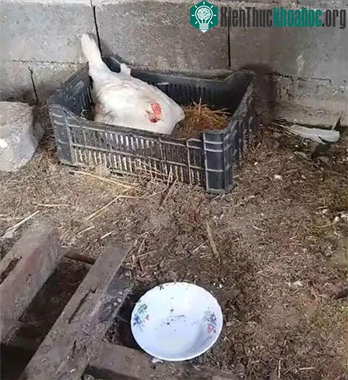 Anh chàng nông dân tới thăm chuồng gà sau khi phát hiện tiếng kêu lạ