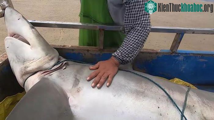 Cá mập nặng 145kg sa lưới ngư phủ.