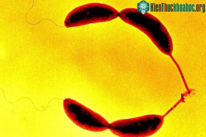 Hai tế bào Caulobacter crescentus gắn kết nhờ keo holdfast.