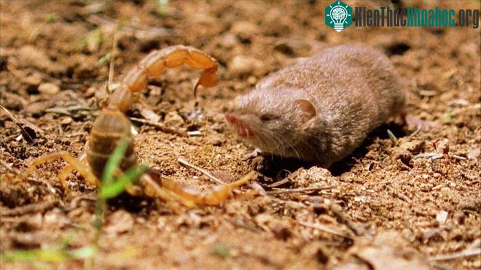 Trận chiến giữa một con Bọ cạp đỏ Ấn Độ và chuột chù.