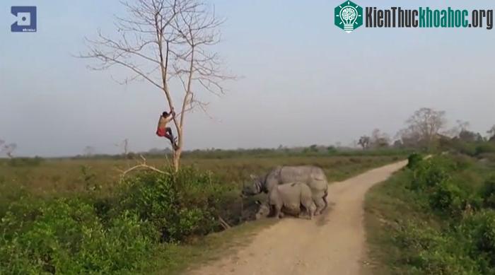 Do quá hoảng sợ, người này đã leo lên cây để trốn sự truy đuổi.