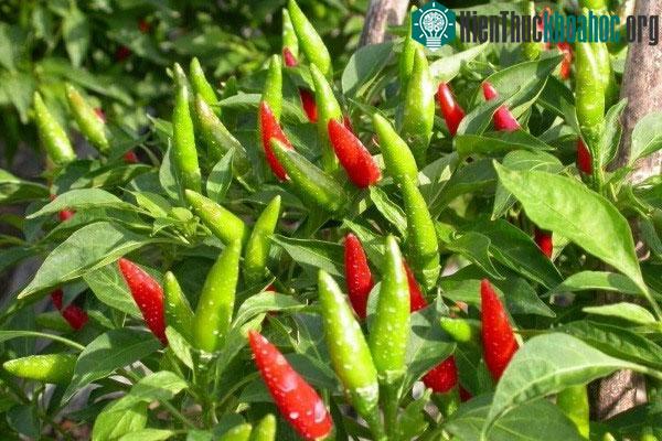Lá ớt có tính chống nhiễm khuẩn