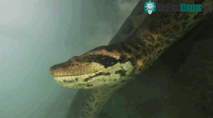 Anaconda có thể bơi với vận tốc đạt 20km/h.