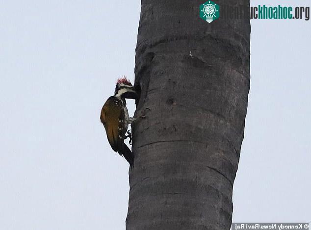 "Cốc cốc cốc, có ai ở nhà không?"