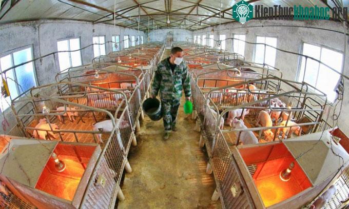 rung Quốc nhập khẩu lượng lớn đậu nành mỗi năm, đa số dùng cho thức ăn chăn nuôi.