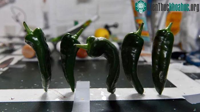 Những quả ớt xanh lần đâu tiên được thu hoạch trên Trạm vũ trụ quốc tế ISS.