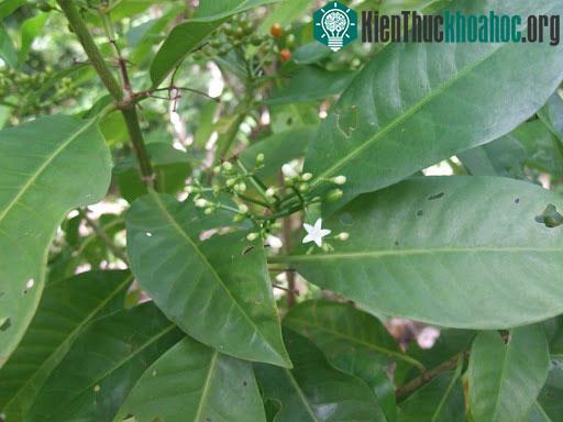 Cây psychotria insularum hay còn gọi là matalafi.