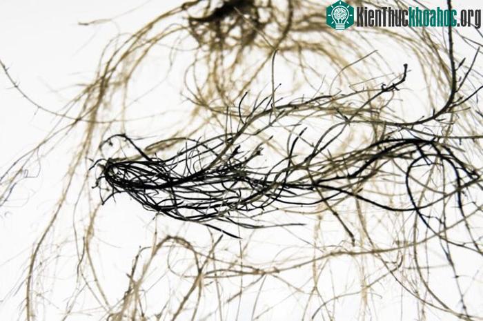 Hệ thống rễ cây dẫn điện được phát triển bởi Trường Đại học Linkoping (Thụy Điển).