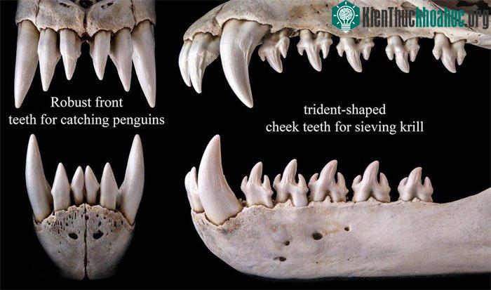 Những chiếc răng này đóng vai trò như tấm sàng để lọc nước biển và thức ăn