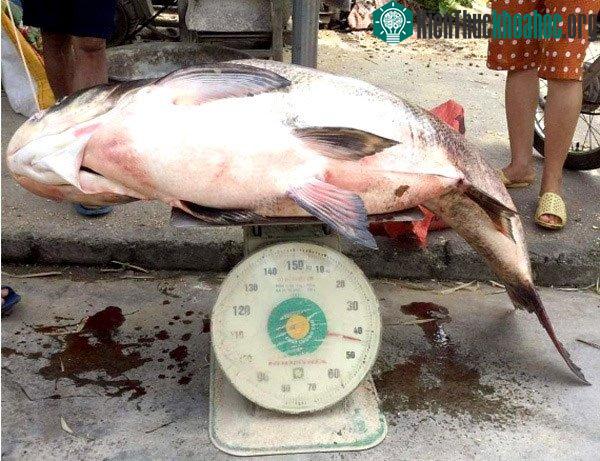 Phải vất vả lắm ông Quý mới kéo được con cá lên thuyền, khi cân nó được 44kg.