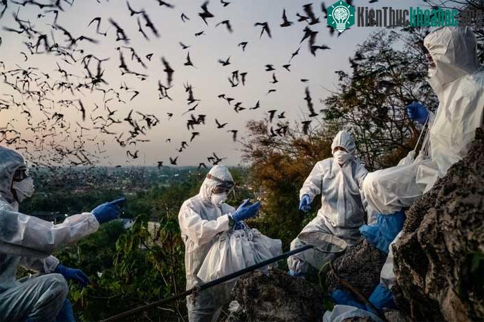 Dơi là một trong những động vật có khả năng lây nhiễm virus cho con người.