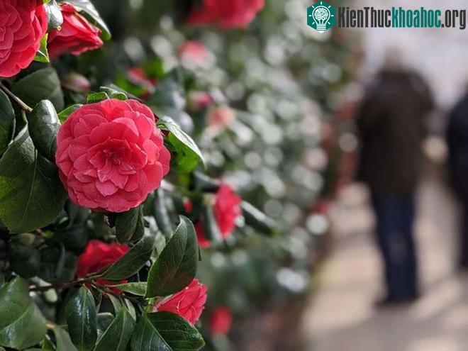 &nbsp;Các biến thể của chúng vẫn luôn cực kỳ quý hiếm và có giá trị.