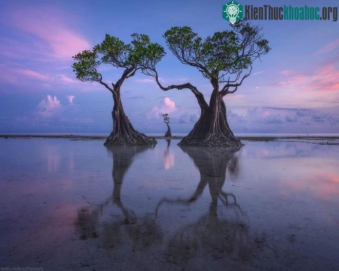 Dường như cụm từ "nhảy múa" chỉ là cách ám chỉ những thân, cành cây uốn lượn nhẹ nhàng.