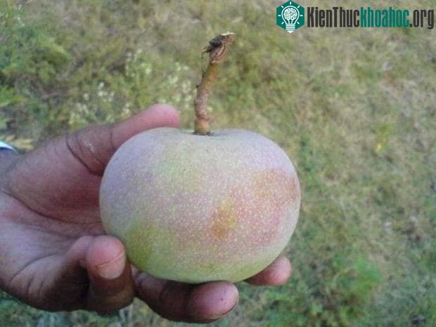 Loại xoài có hình dạng giống táo