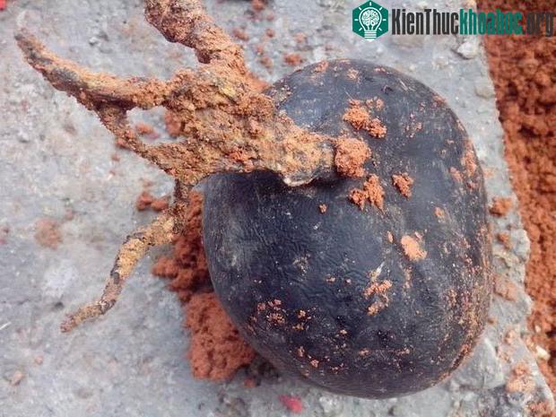 Sâm Ô linh thực chất là một loại nấm hiếm gặp.