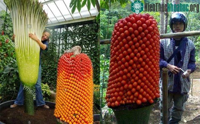 Loài hoa có kích cỡ "khổng lồ".