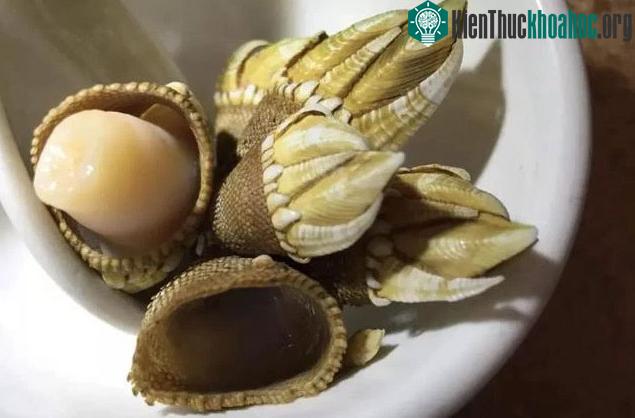 Hóa ra đây là loài ốc chân rùa rất quý hiếm và nổi tiếng trên thế giới.