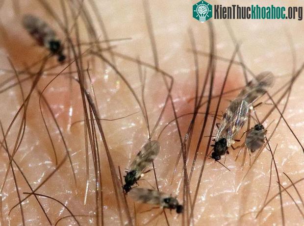 Dĩn thích hút máu người và vật nuôi trong nhà để phát triển và sinh sản.