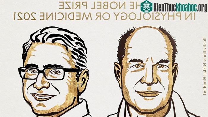 Hai nhà khoa&nbsp; học đạt giải Nobel Y Sinh 2021.