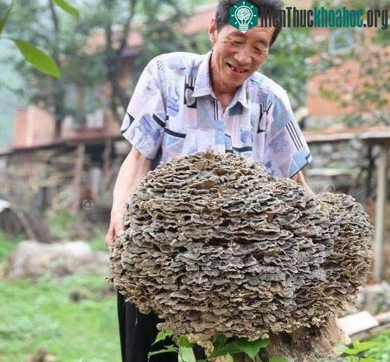 Thứ mà lão nông tìm thấy trong rừng là một cây nấm linh chi khổng lồ.