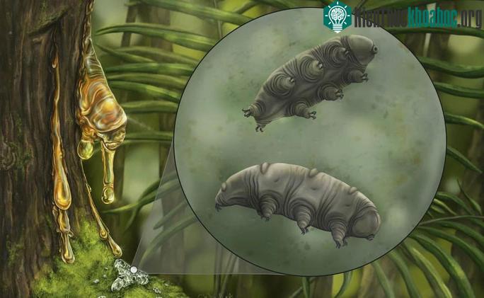 Bọ gấu nước cổ đại