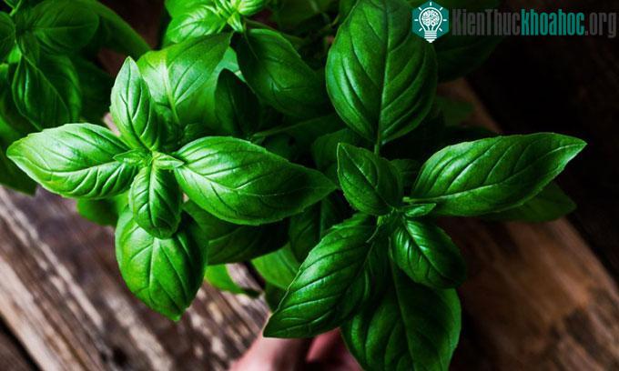 Hợp chất fenchol có nhiều trong lá húng tây.