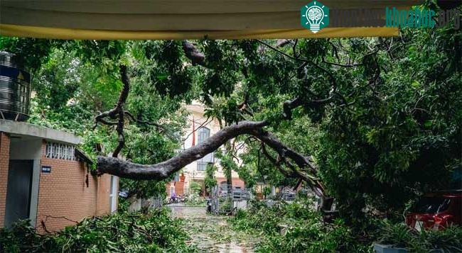Cây xanh đè trúng nhà vệ sinh và 2 xe ô tô trong khuôn viên