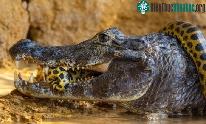 Cá sấu caiman cắn trả kẻ thù.