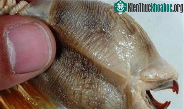 Thực ra, sinh vật xấu xí này vốn là một loại giun biển khổng lồ sống dưới biển sâu