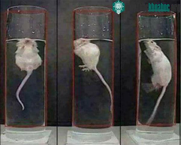 Giới hạn của những con chuột sống sót được đẩy lên cao đến kinh ngạc.