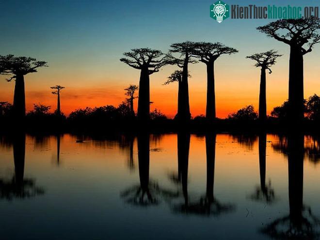 Khám phá đại lộ nổi tiếng với loài cây khổng lồ có thể sống tới 3000 tuổi ảnh 1