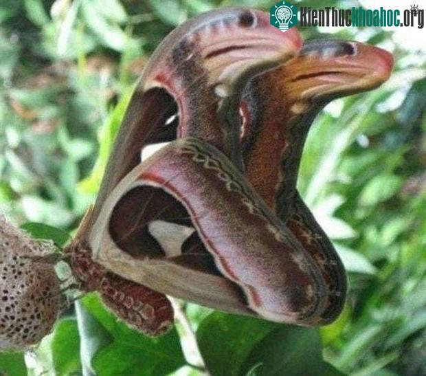 Hết hồn vì thấy "3 con rắn hổ mang" đang rình rập trên cây, hóa ra đó lại là sinh vật rất hiếm có ảnh 1