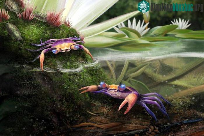 Ảnh đồ họa mô tả những con cua nước ngọt thời khủng long