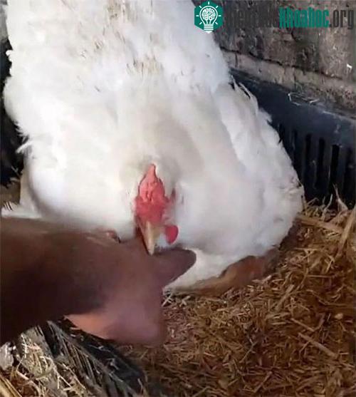 Kiểm tra ổ gà sau khi nghe thấy tiếng mèo kêu