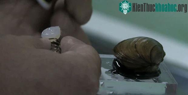 Lắp đặt trực tiếp trên chính một chú trai