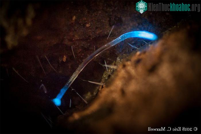 Giun phát sáng ở Dismals Canyon