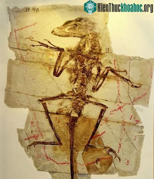 Hóa thạch nổi tiếng nhất của loài khủng long Velociraptor mang tên "khủng long chiến đấu".