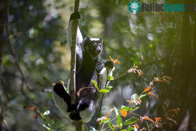 Loài vượn cáo Indri indri.