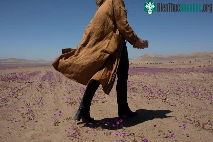 Một người phụ nữ đi bộ trên khu vực mọc hoa của sa mạc Atacama.