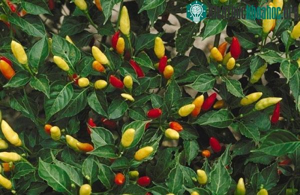 Lá ớt rất giàu hóa chất thực vật phytochemcials