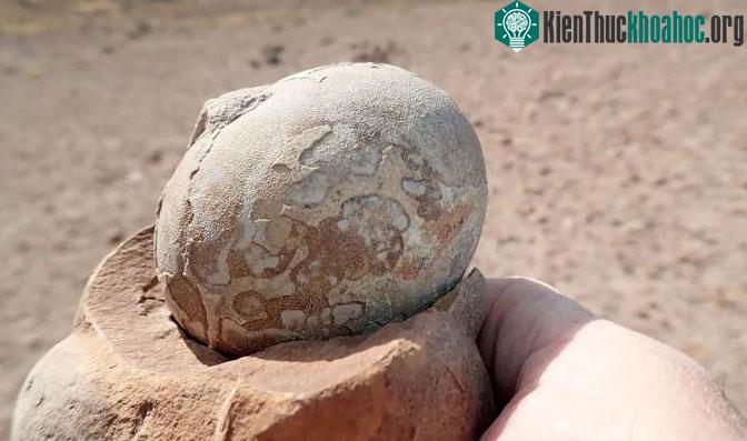 Quả trứng hóa thạch hơn 190 triệu năm tuổi