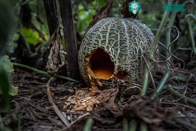 Chuột tấn công thực vật và động vật tại đảo Lord Howe.
