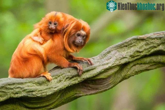Khỉ Tamarin