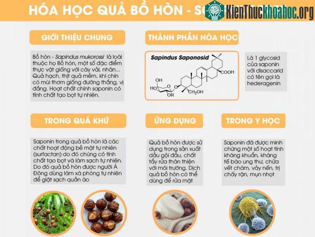 Thành phần hóa học có trong bồ hòn