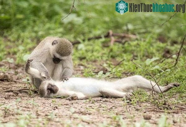 Kiểm tra vết thương cho người bạn
